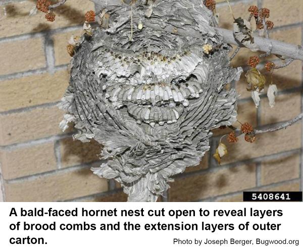 hornet nest cut open